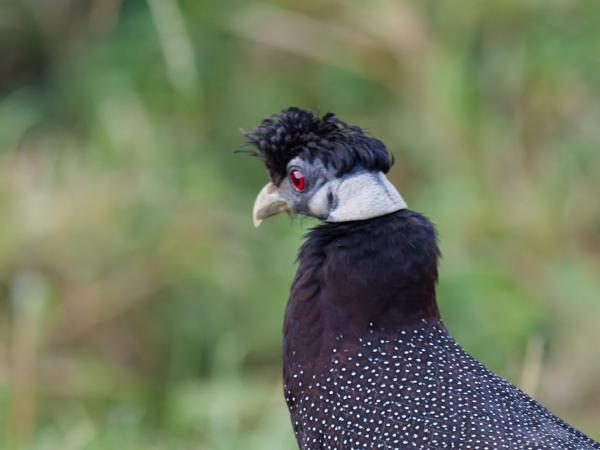 <h3>Guttera pucherani / Crested guineafowl / Kroonparelhoen</h3>OM-1 Mark II with OLYMPUS M.300mm F4.0, 1/800 sec at F4.0, ISO 10000, distance 5.08 m